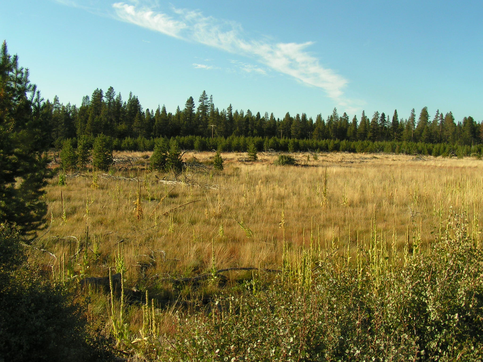 Mt. Scott Meadow - Land