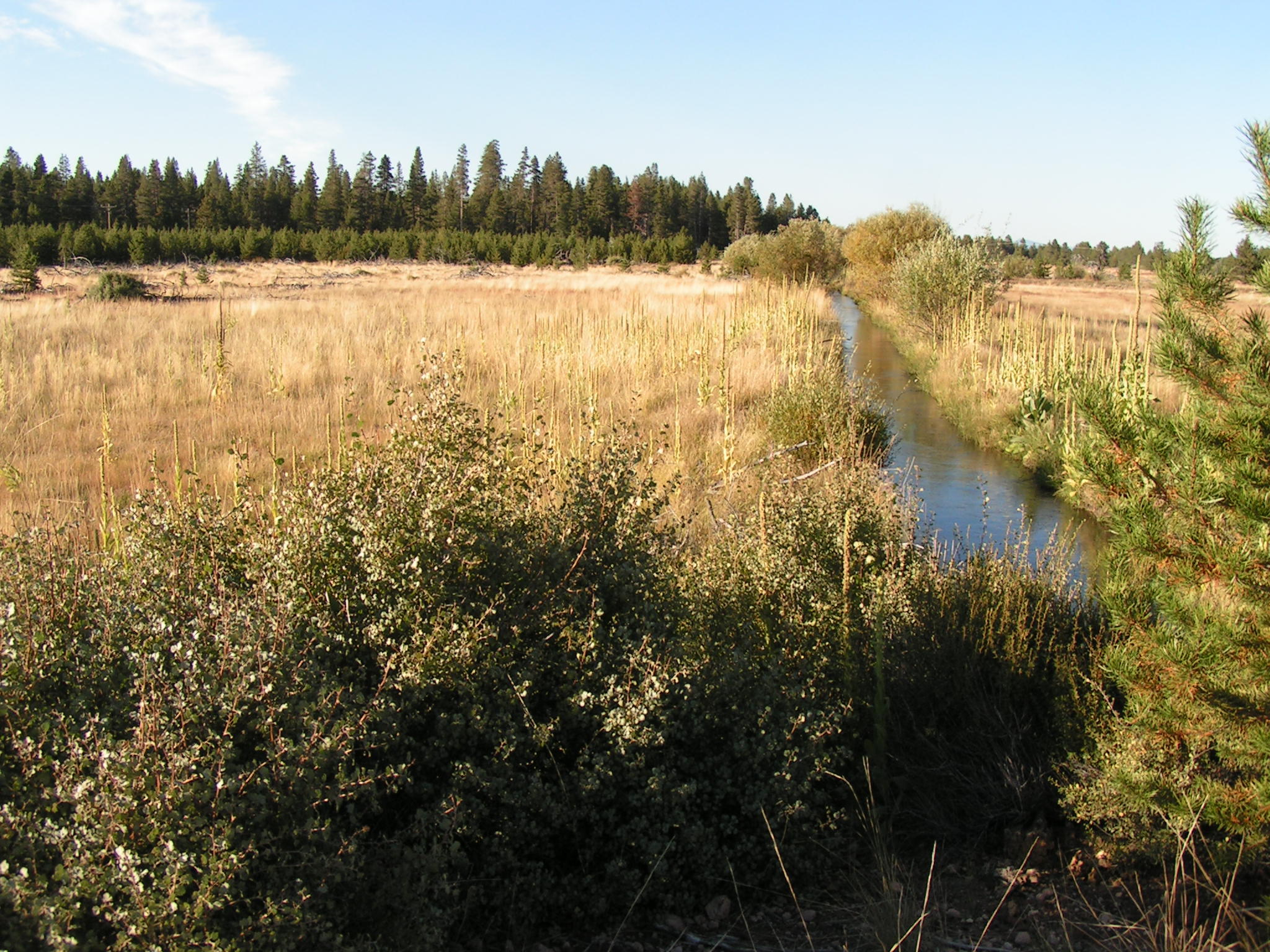 Mt. Scott Meadow - Land