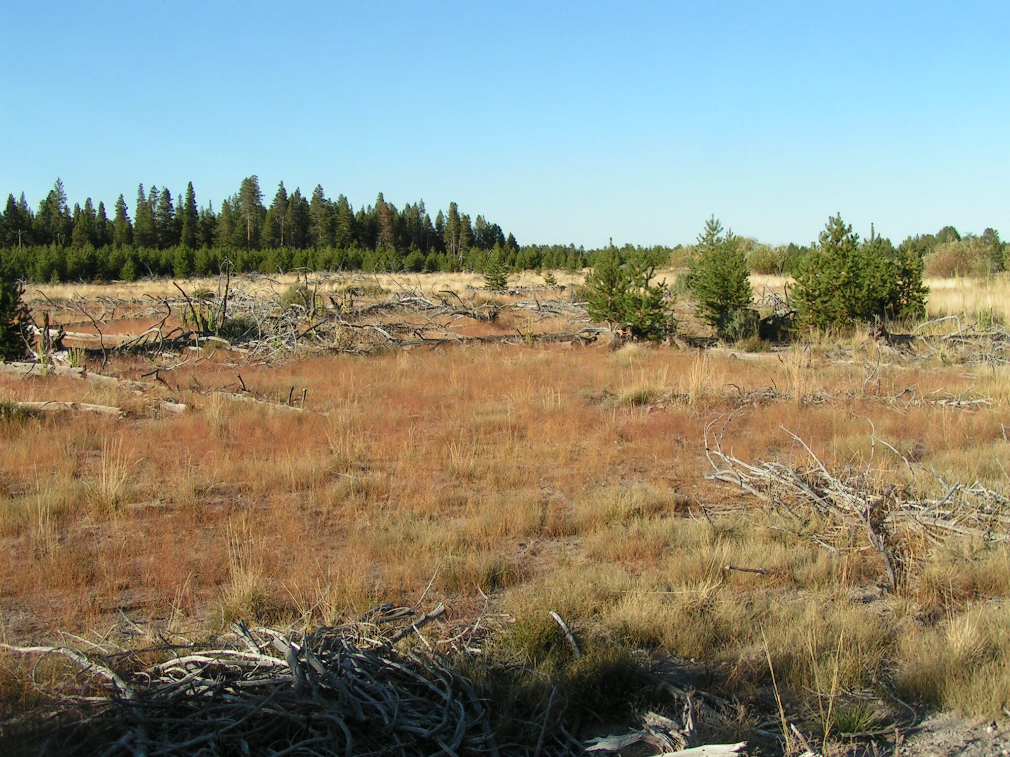 Mt. Scott Meadow - Land