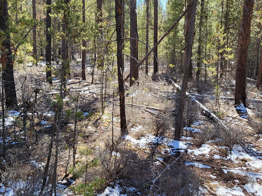 Timber Haven - Land