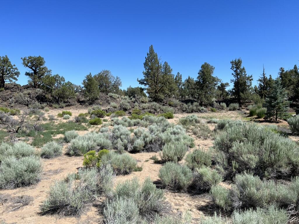 Pronghorn - Land