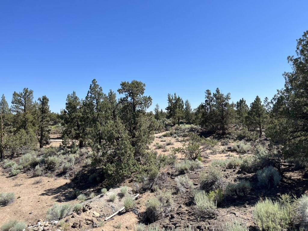 Pronghorn - Land