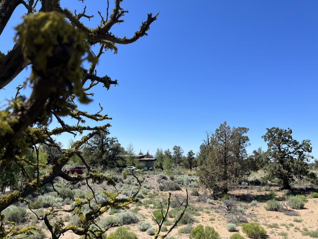 Pronghorn - Land