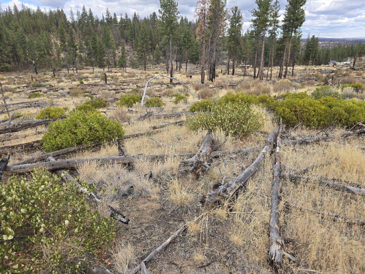 Ferguson Mountain Pines - Land