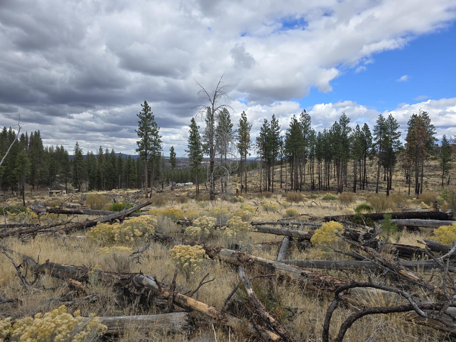 Ferguson Mountain Pines - Land