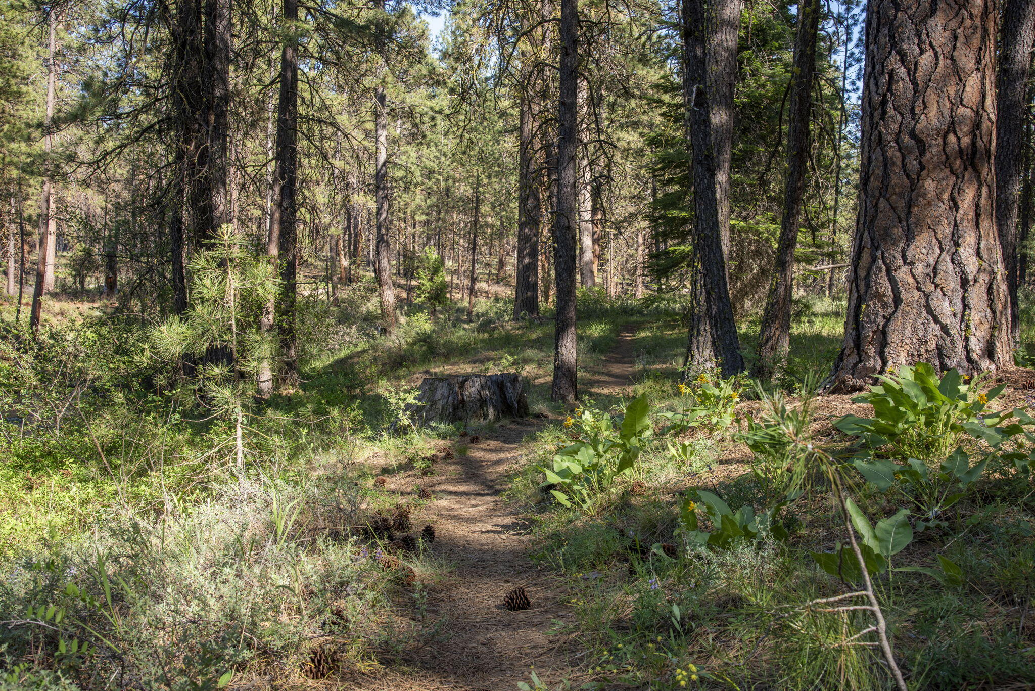 Camp Sherman - Land