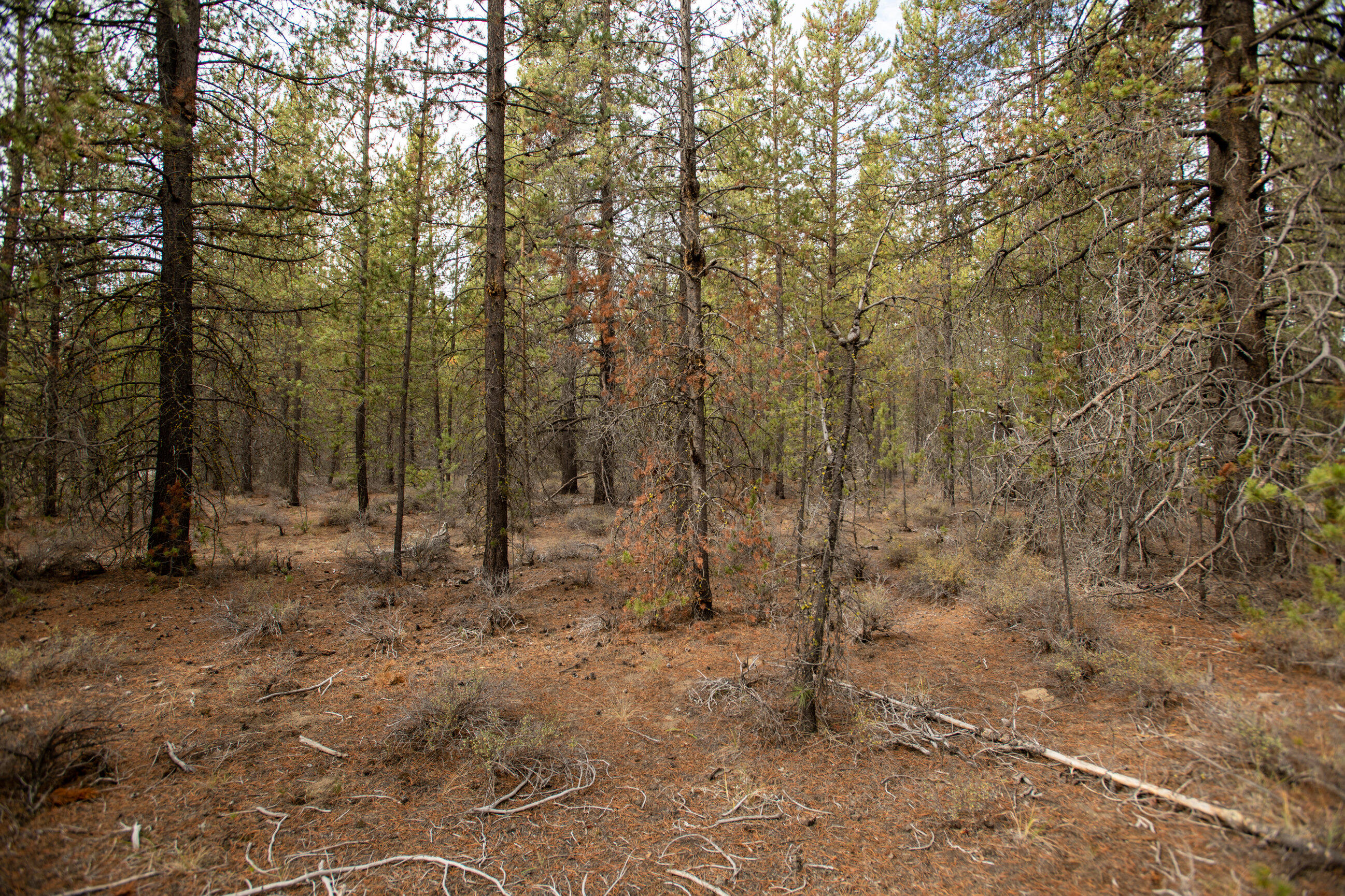 Forest View - Land