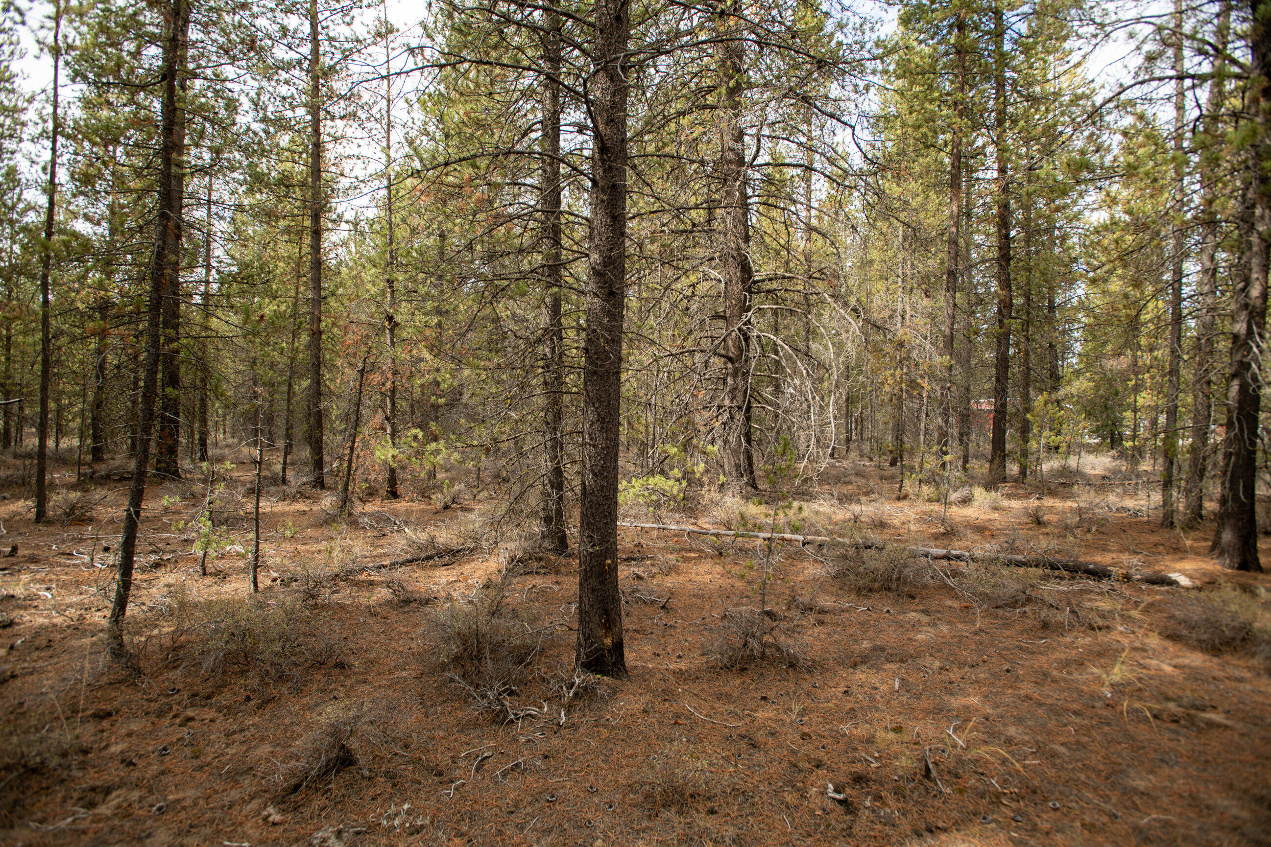 Forest View - Land