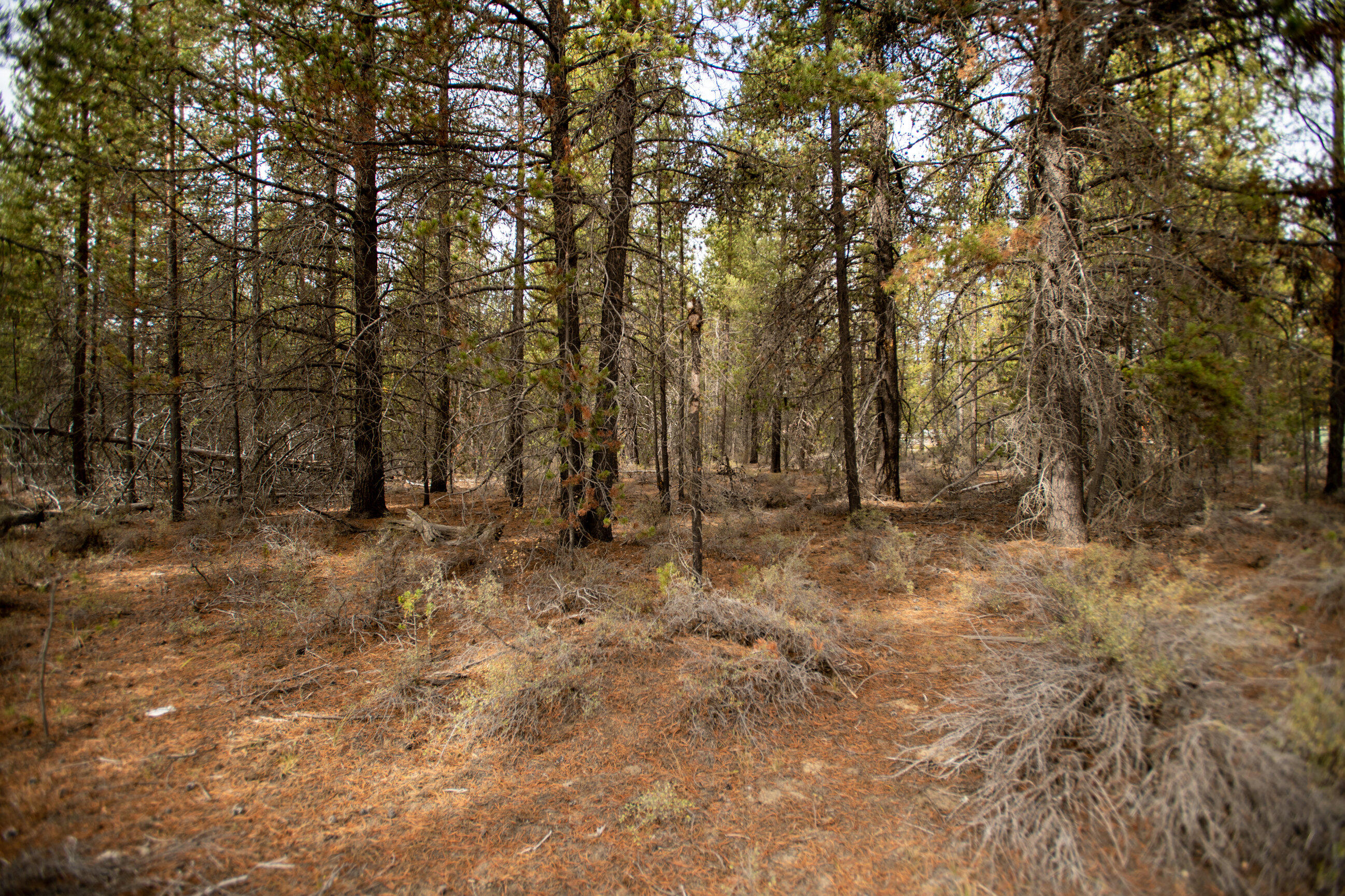 Forest View - Land