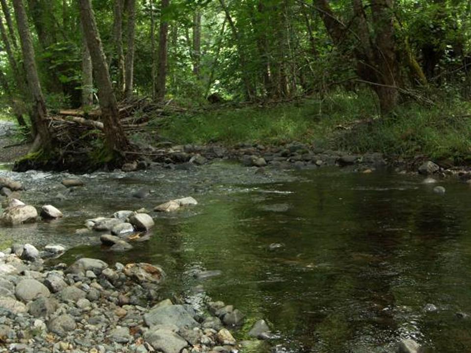 Beautiful 6.7 Acres of waterfront property with approximately 1,100 feet of frontage on year-round West Williams Creek. The property contains a septic tank, 200 amps live power, well, and storage shed. A newly-created driveway through the forest provides a picturesque entrance and seclusion to the home site, with plans to remove the older driveway. Property is located on paved Cedar Flat Road. Address markers are at both driveway entrances. There is a permanent home site approval per Josephine County Planning Department. Buyer is to perform due diligence.