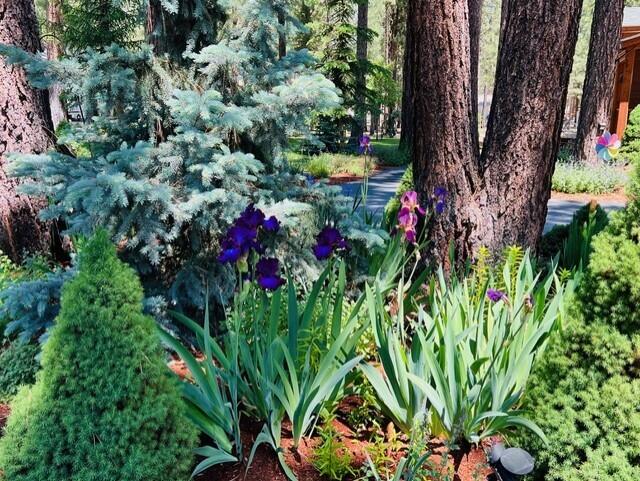Ponderosa Pines - Residential