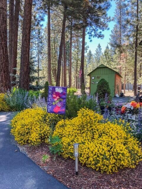 Ponderosa Pines - Residential