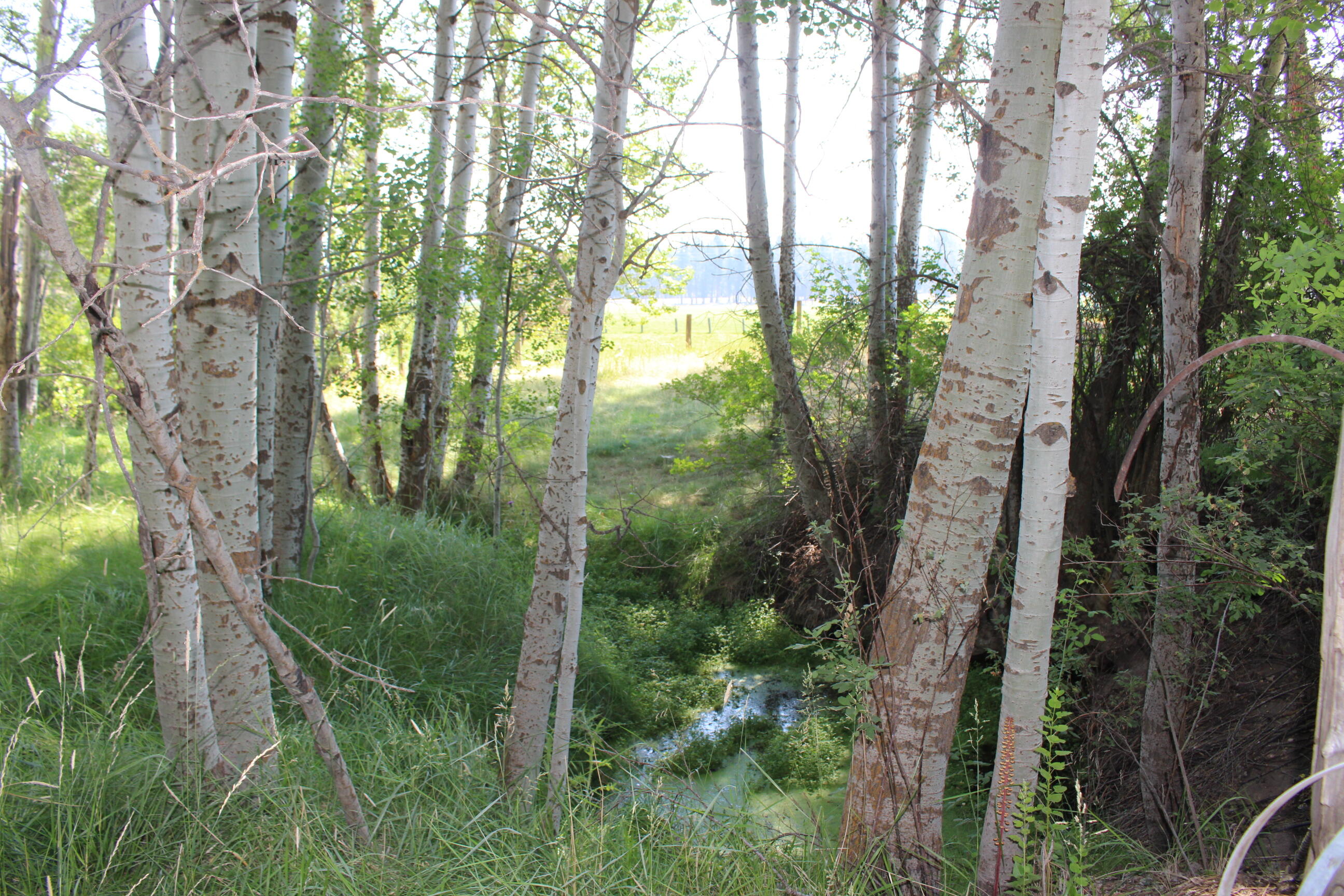 Chiloquin - Farm