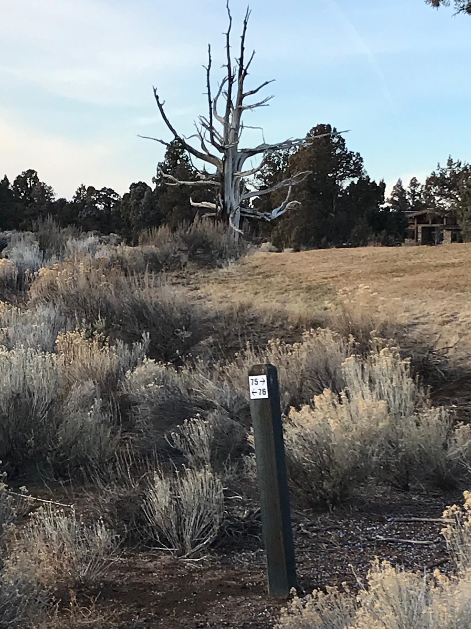 Pronghorn - Land