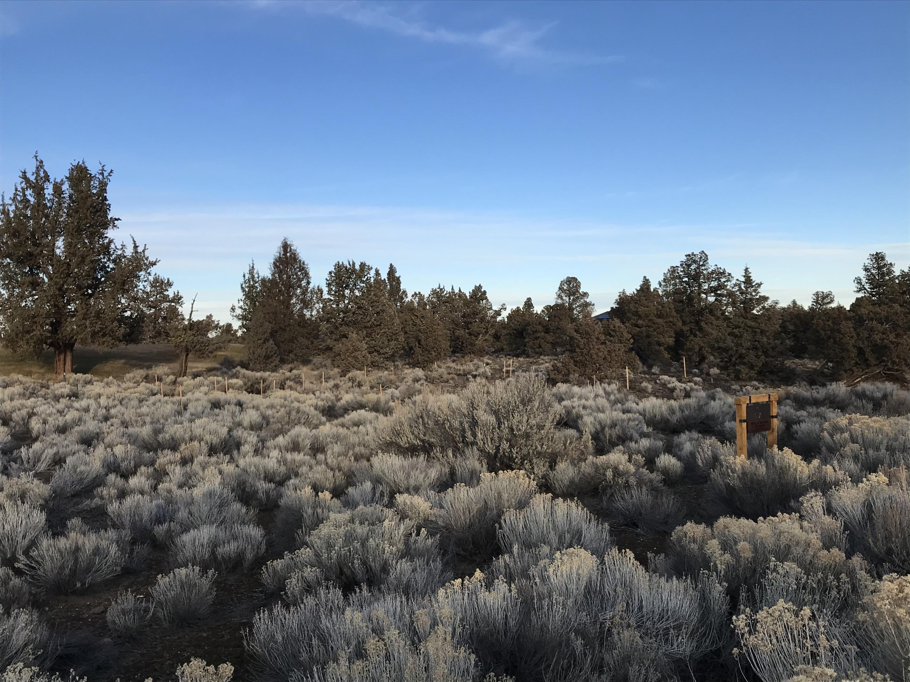 Pronghorn - Land