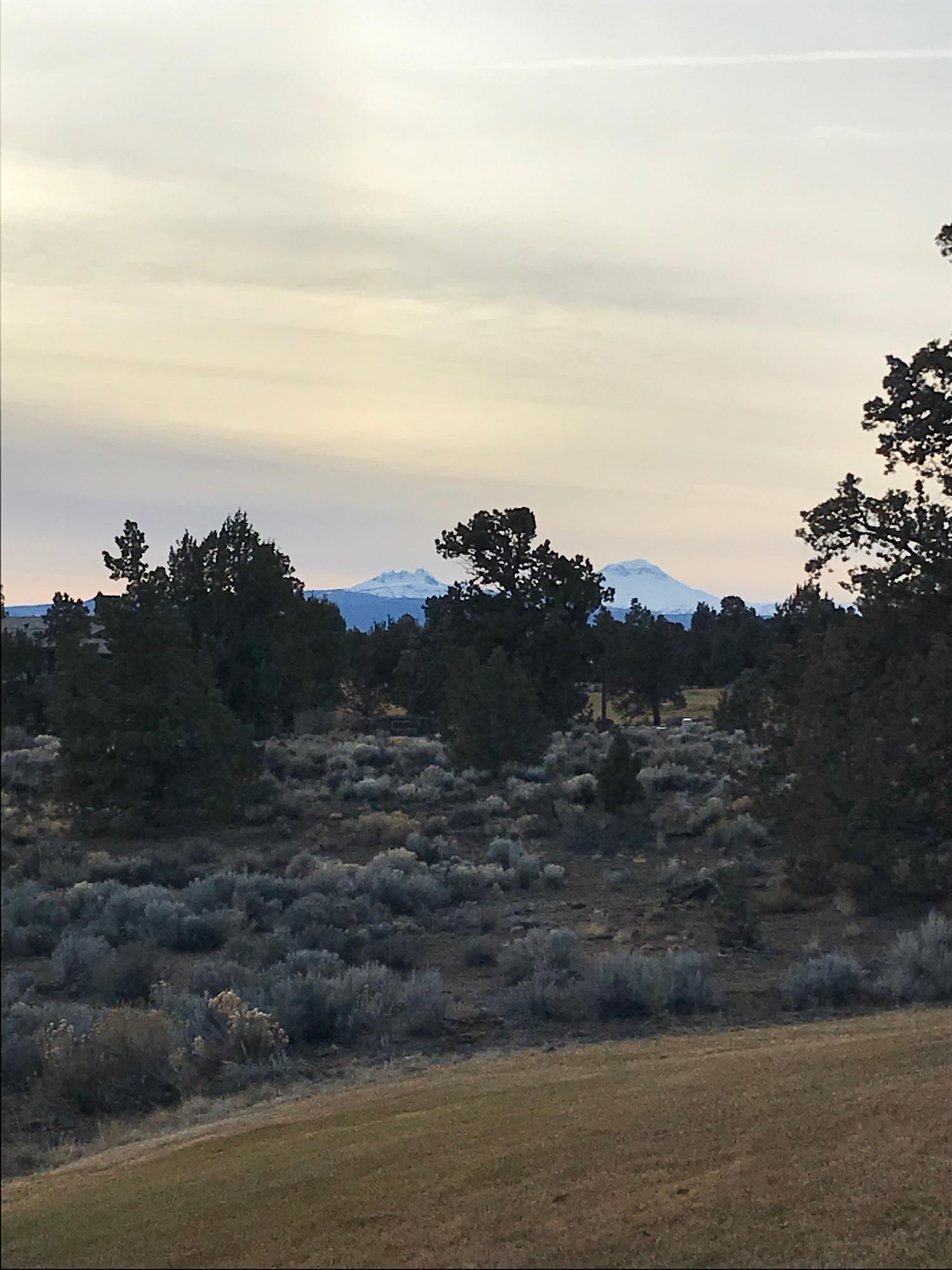 Pronghorn - Land