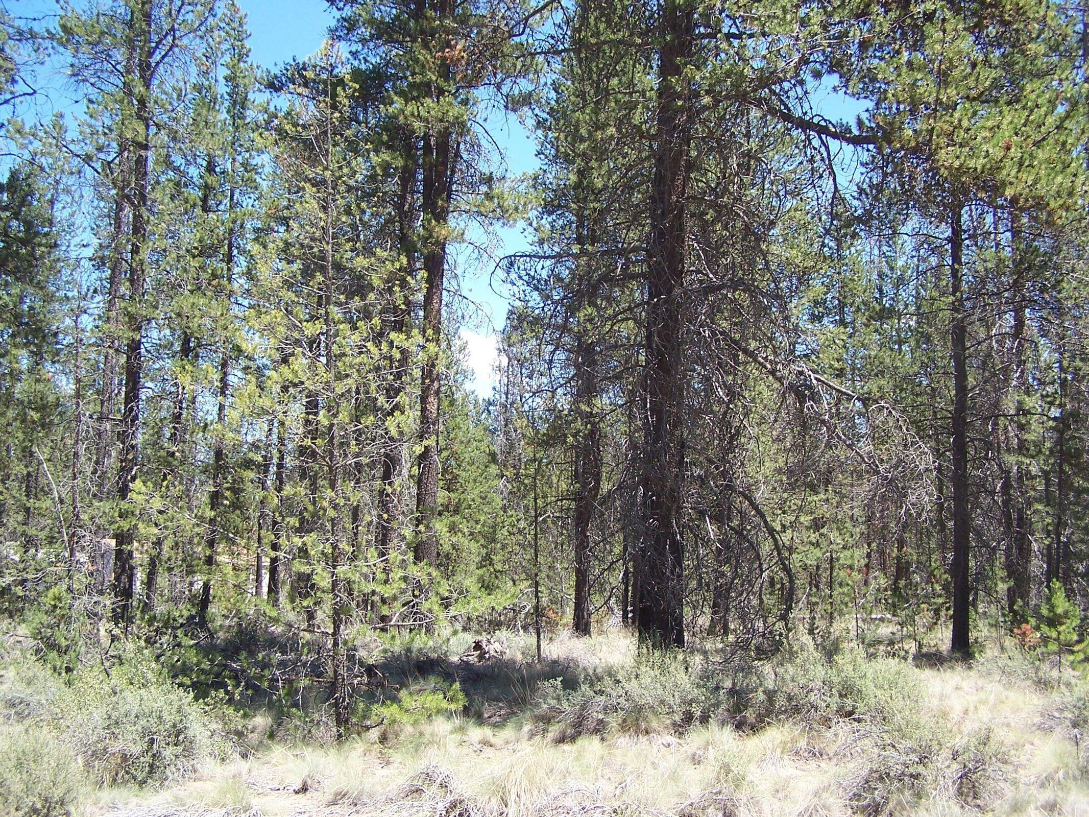 Cagle - Land