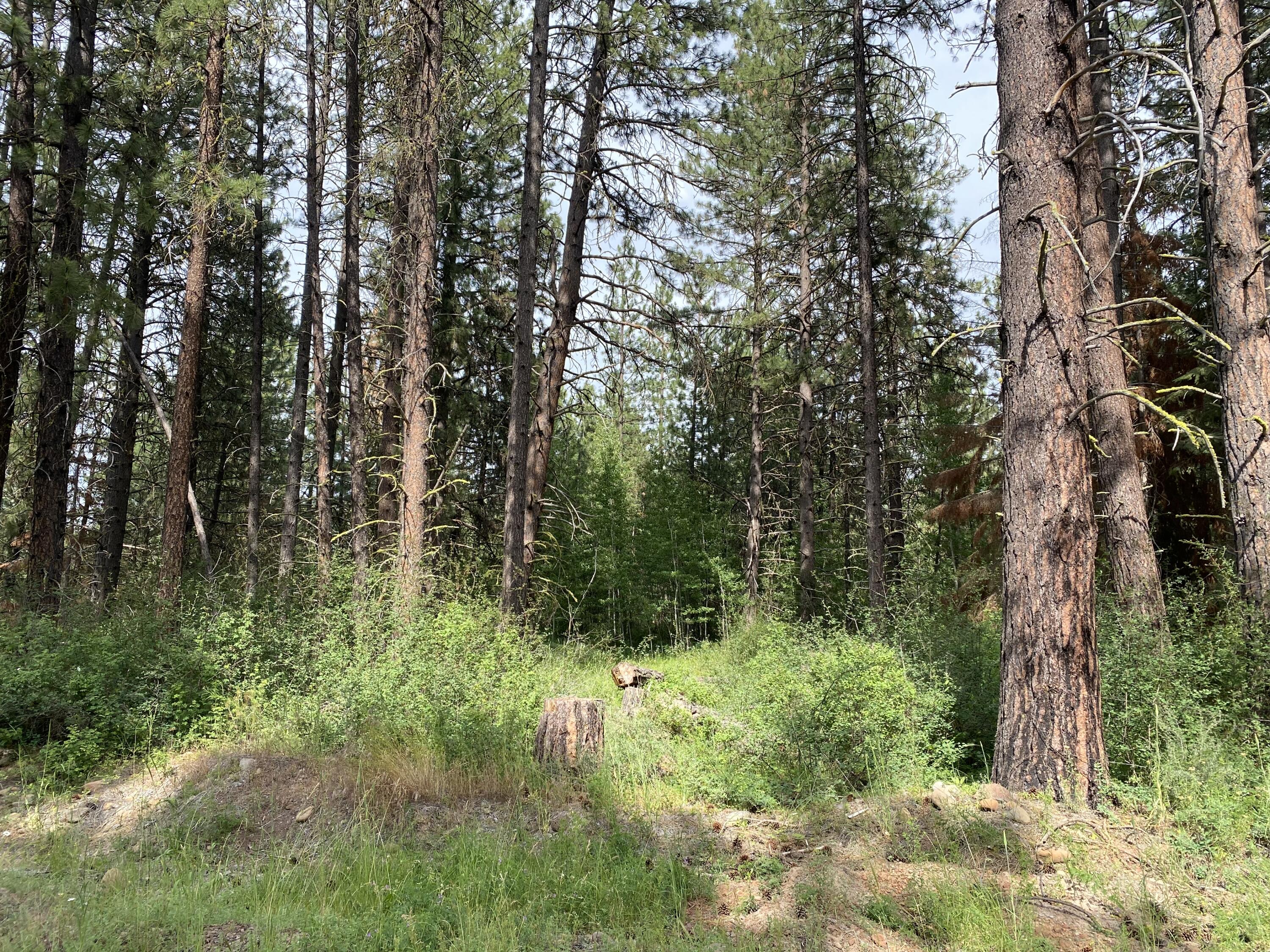 Beautiful, level lot in desirable area. Good mix of timber and meadow. Varney Creek runs along east side of property. Power utility is close to west corner of lot. Close to National Forest and numerous recreational opportunities. Adjoining lot is also for sale as well as the home at 31146 Mountain Lakes Dr. One of the sellers is a licensed Oregon Real Estate Agent.