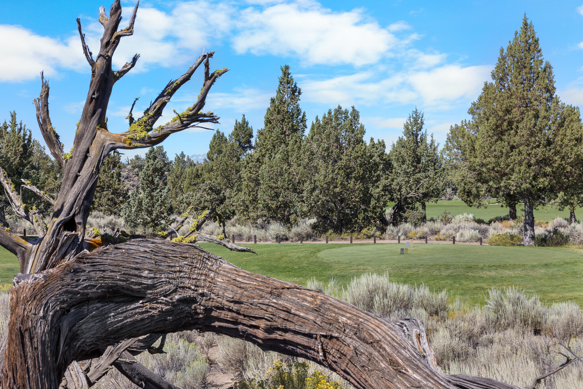 Pronghorn - Land
