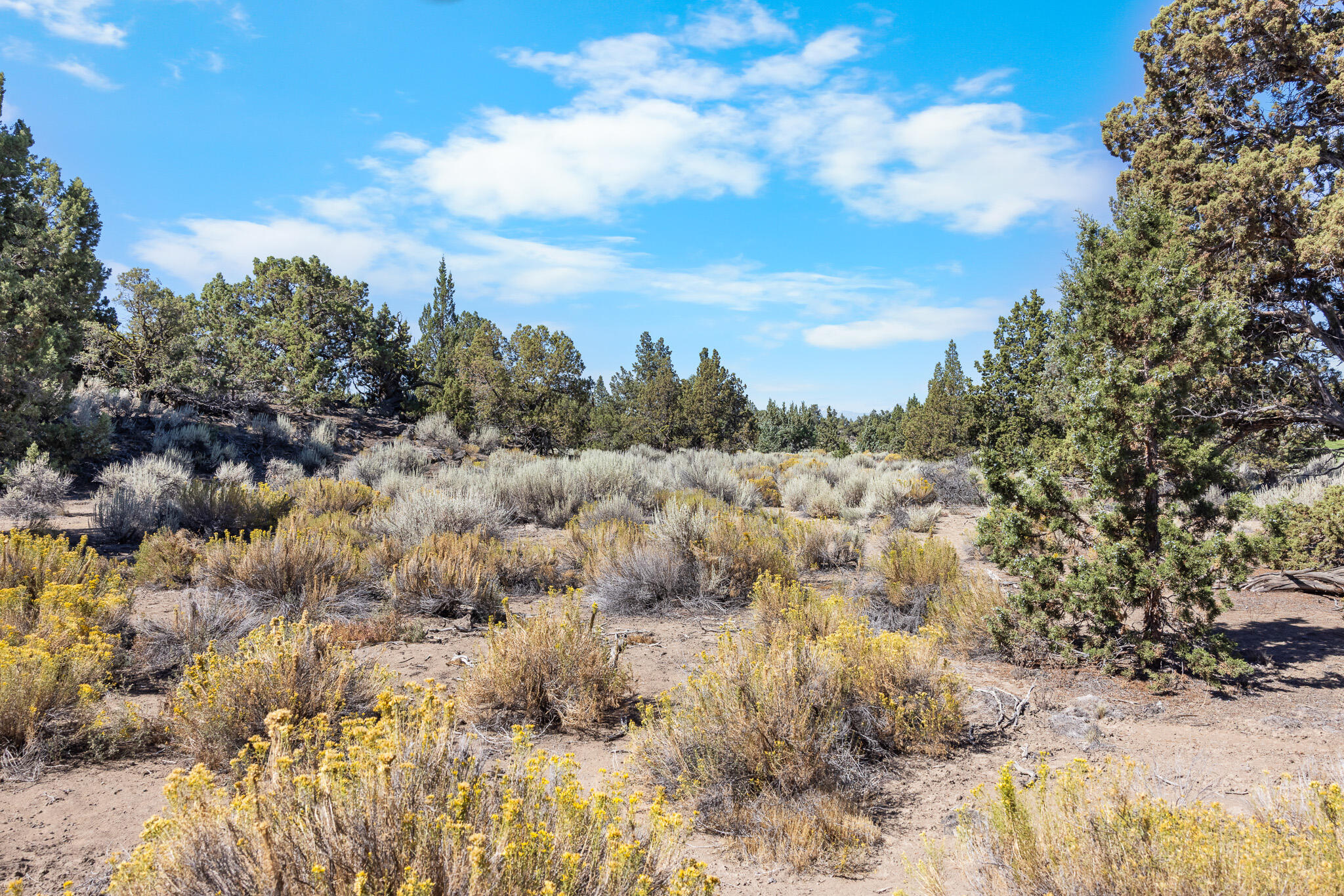 Pronghorn - Land