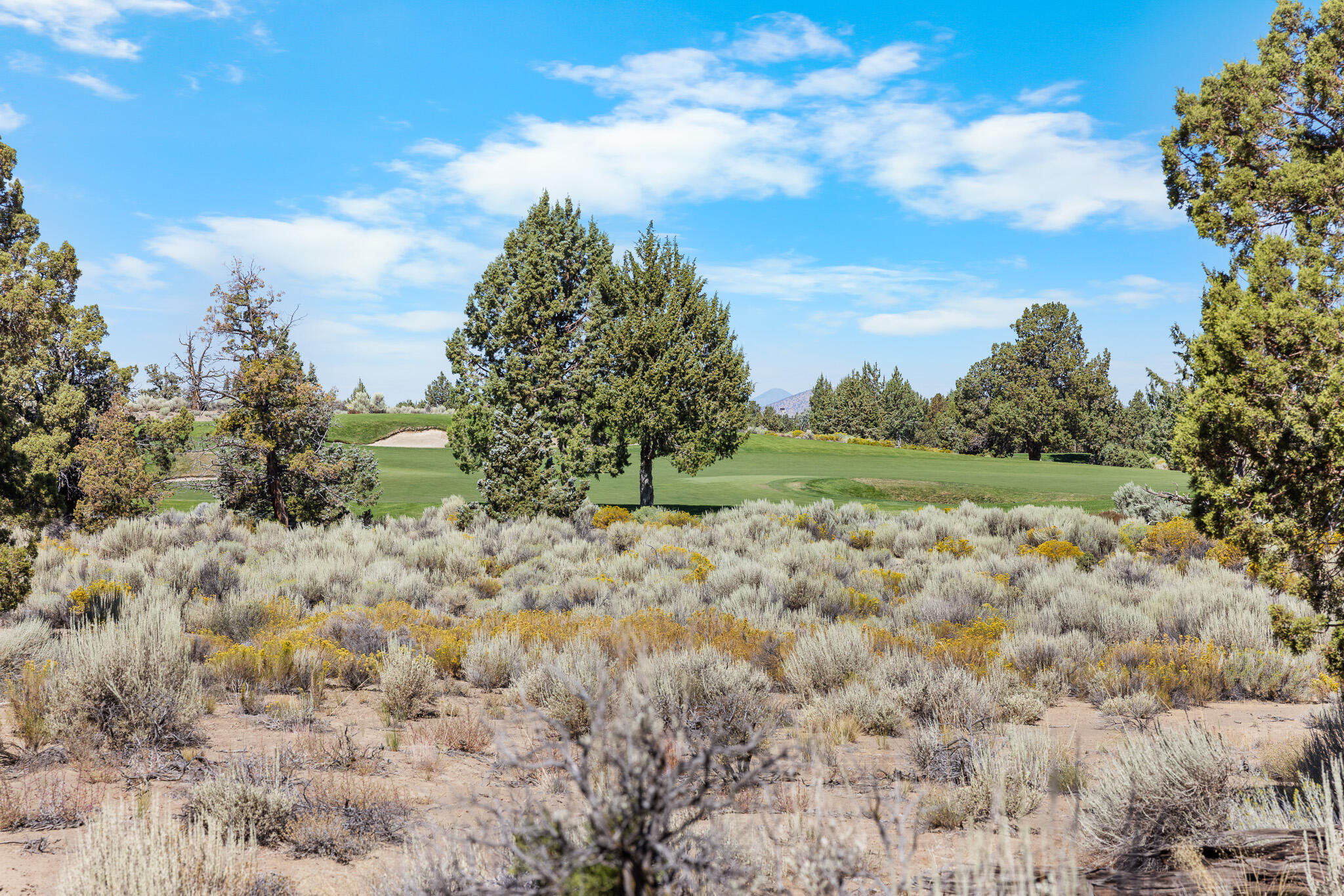 Pronghorn - Land