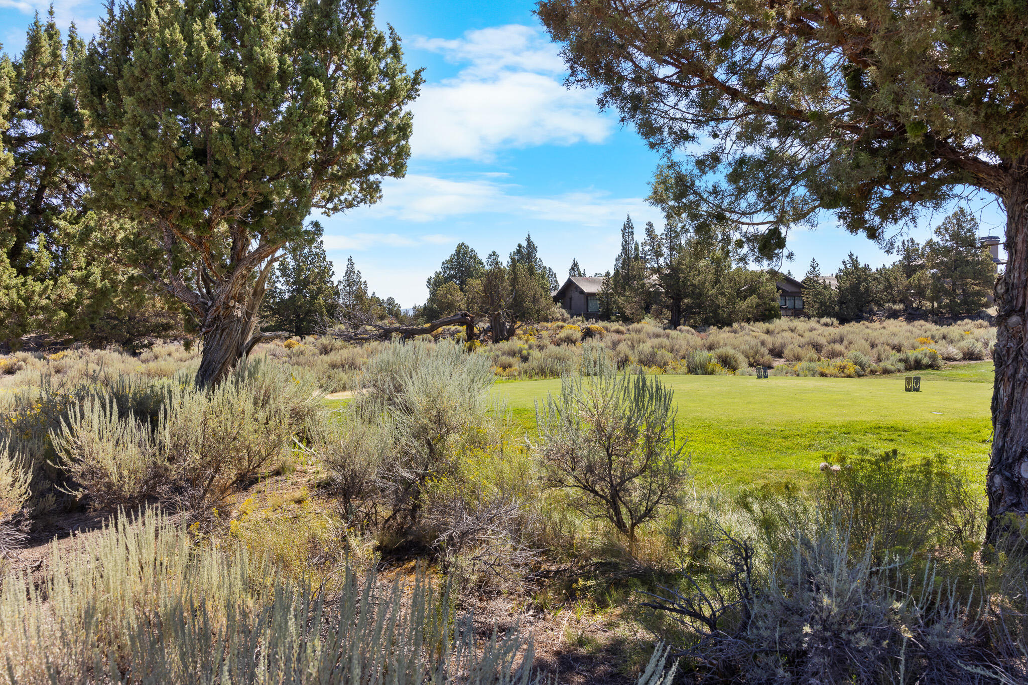 Pronghorn - Land