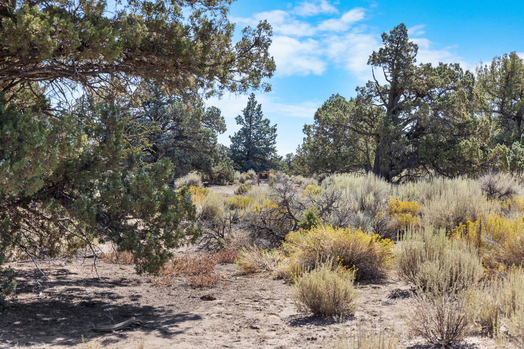 Pronghorn - Land