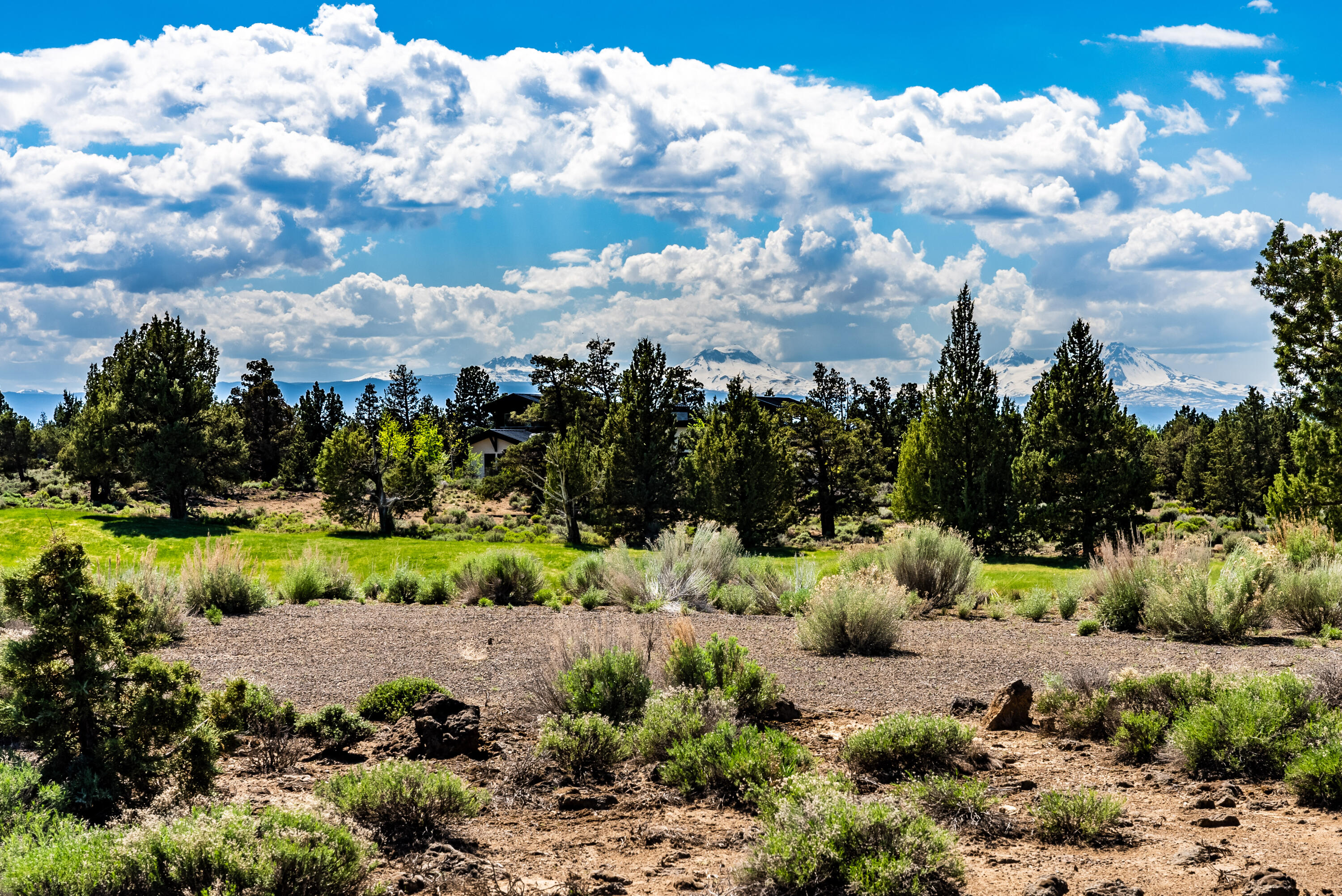 Pronghorn - Land