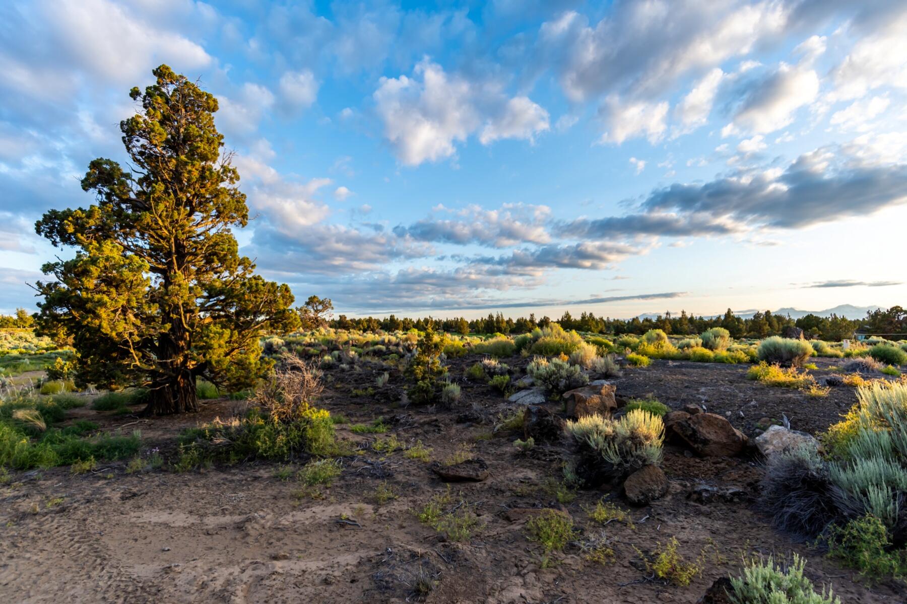 Pronghorn - Land