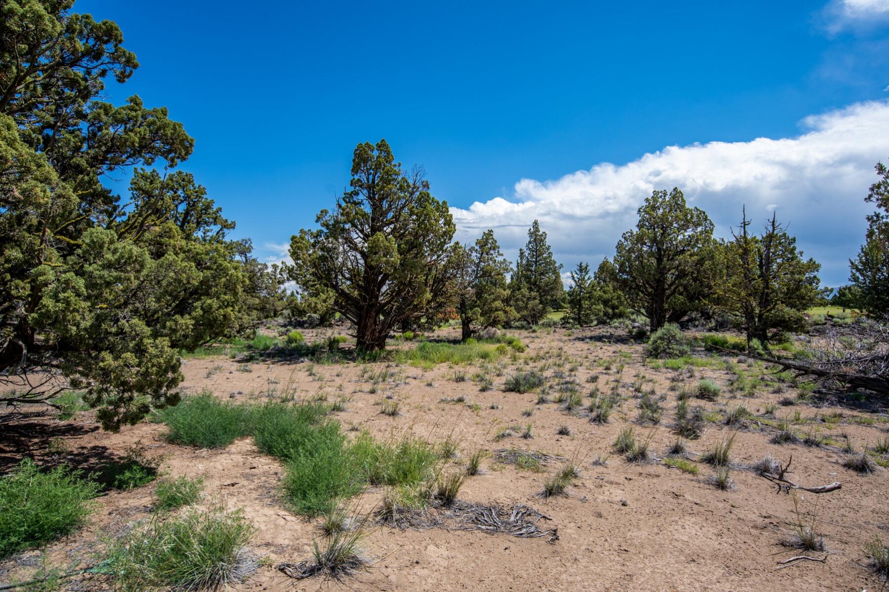 Pronghorn - Land