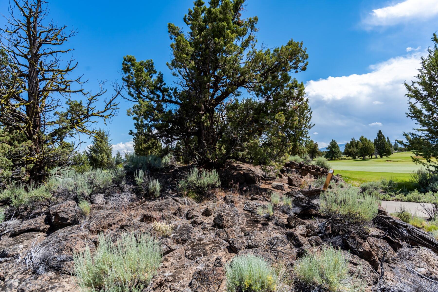 Pronghorn - Land