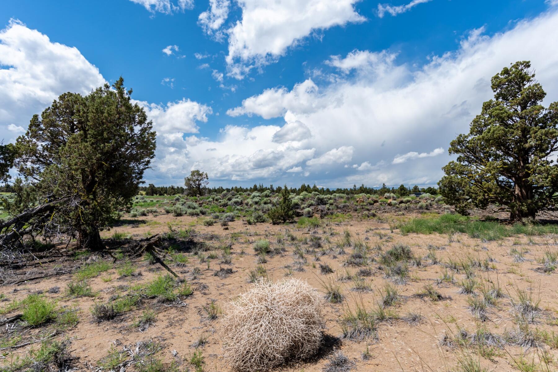 Pronghorn - Land