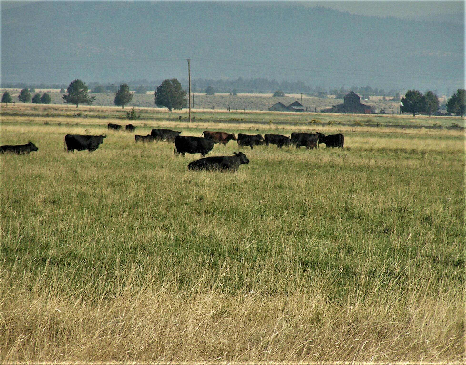 Lake County - Farm