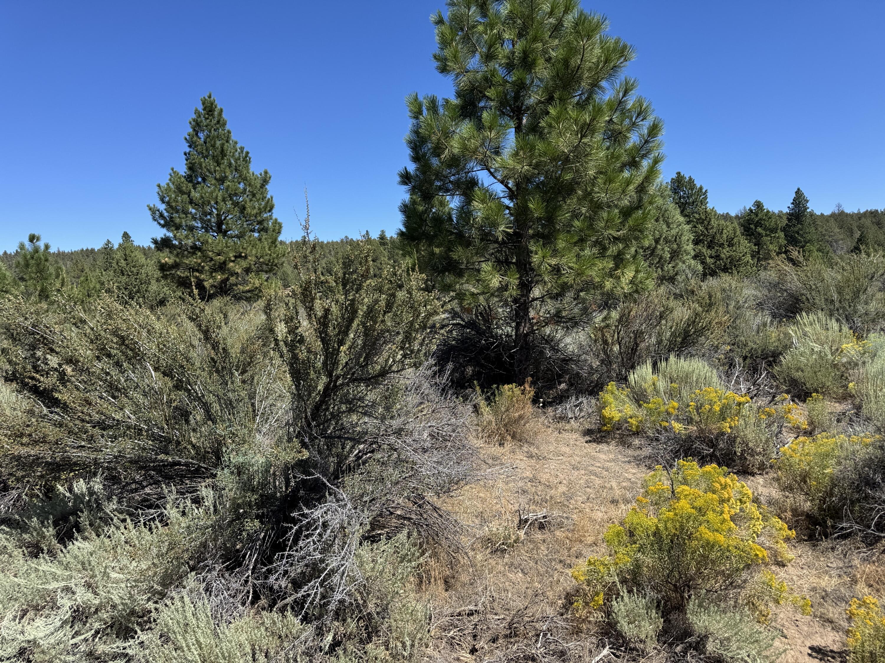 Klamath Forest Estates - Land