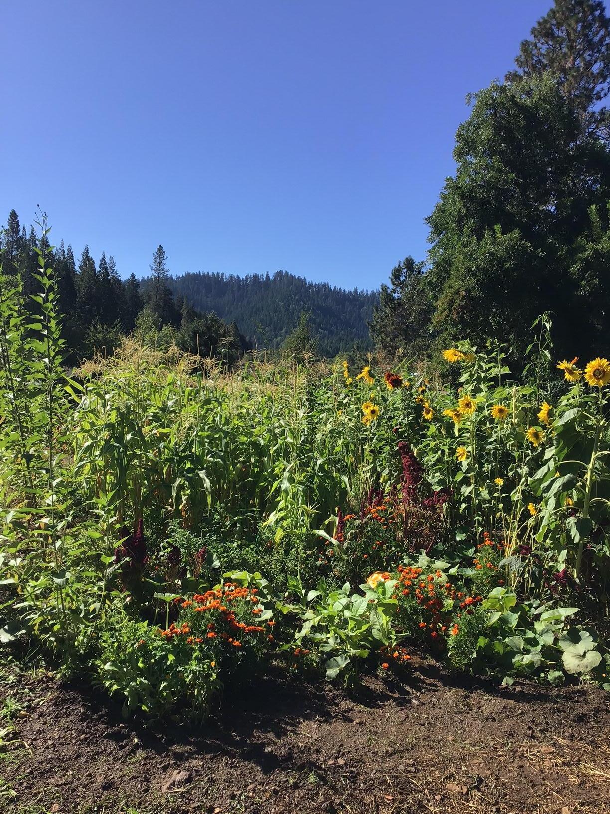 Peaceful retreat in the mountains of southern Oregon!  Established garden surrounded with beautiful mountain views.  Ready to build with water and electricity in place.   South-facing and fully fenced, the land has been developed over the years into a productive garden, promising many seasons of abundance and enjoyment.

     Mature trees, including: black walnut, English walnut, apple, pear, cherry, plum, cedar, oak, pine and maple, and a wide variety of perennial herbs and shrubs.  Ready for homesteading, farming supplies such as: cargo box, fencing, greenhouses, etc., are available upon request.

     Relax in the peaceful farming community of Glendale.  With the Cow Creek, Rogue River, and South Umpqua River nearby, the ocean and ski mountains just hours away, this is the perfect place for the outdoor enthusiast and farmer. Come share in the bounty of Southern Oregon!