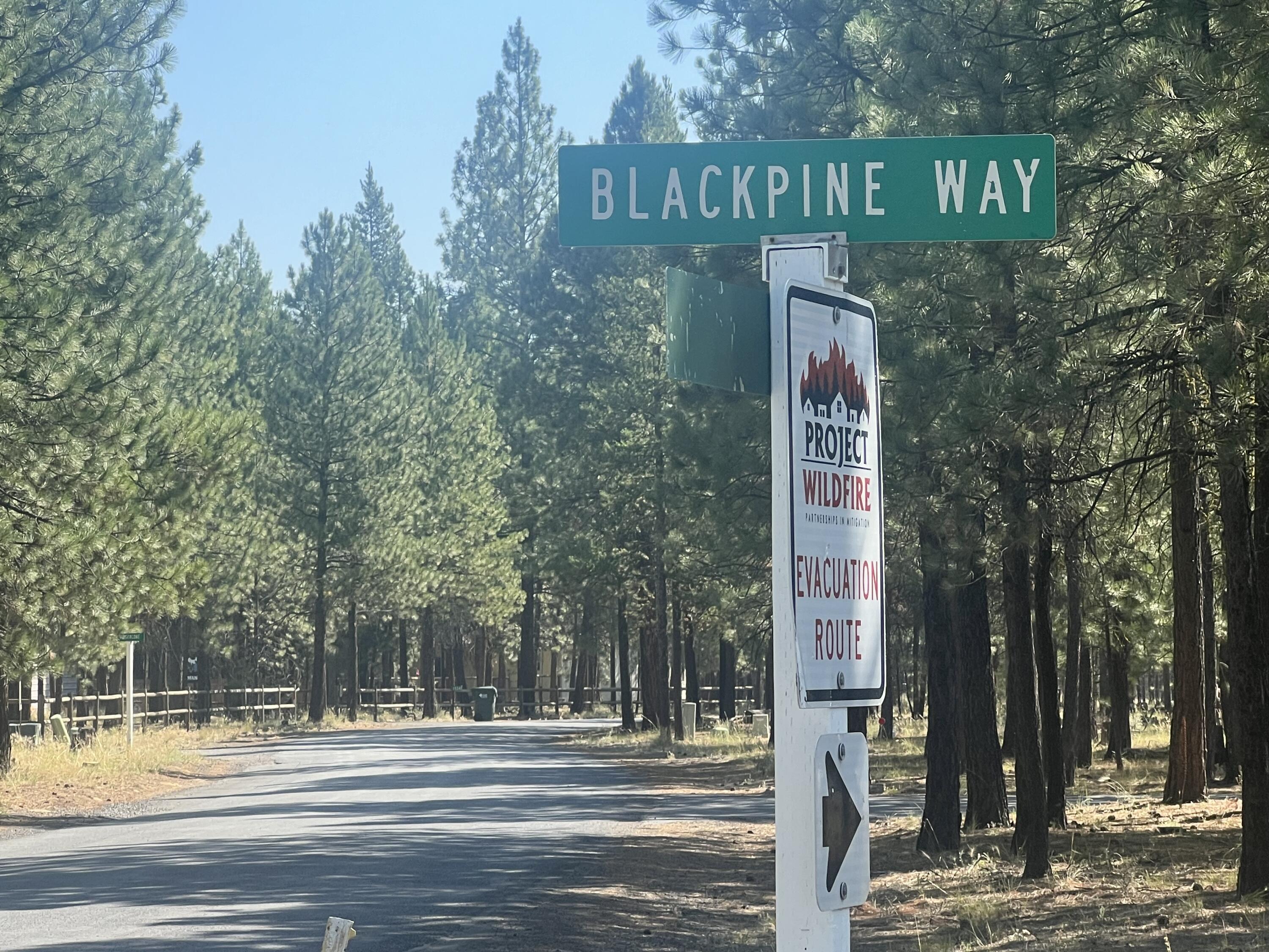 Ponderosa Pines - Land