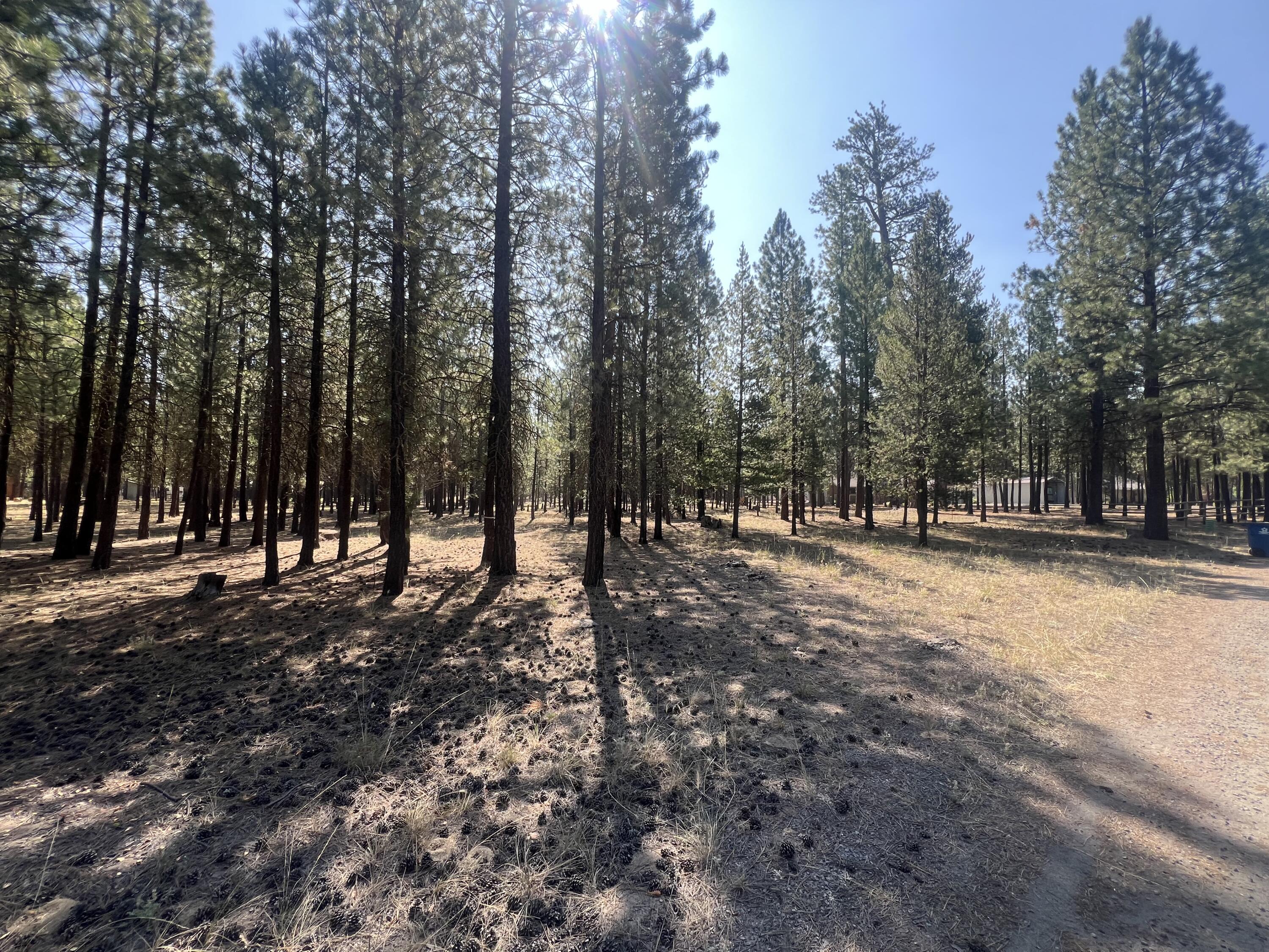 Ponderosa Pines - Land