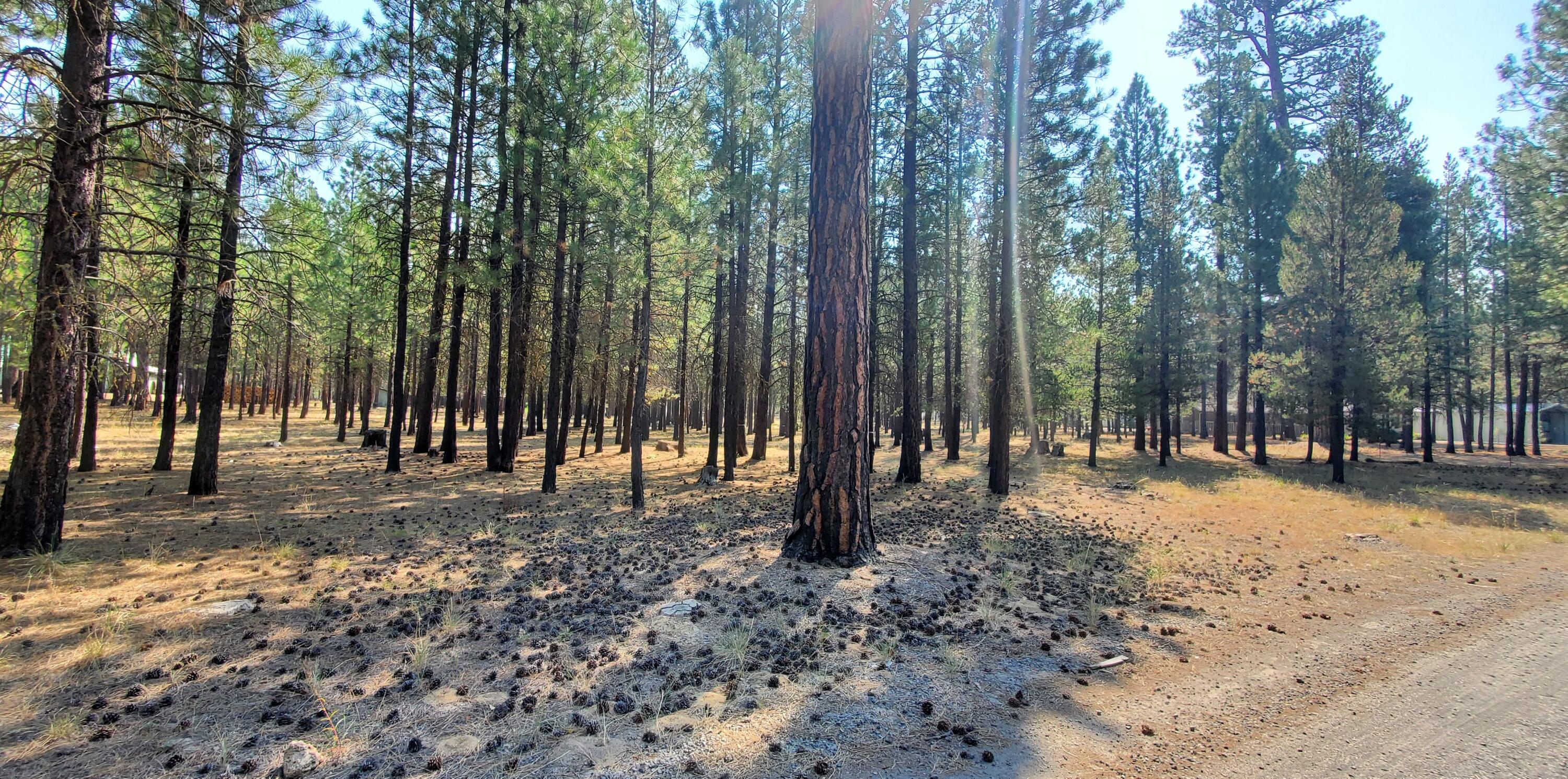 Ponderosa Pines - Land