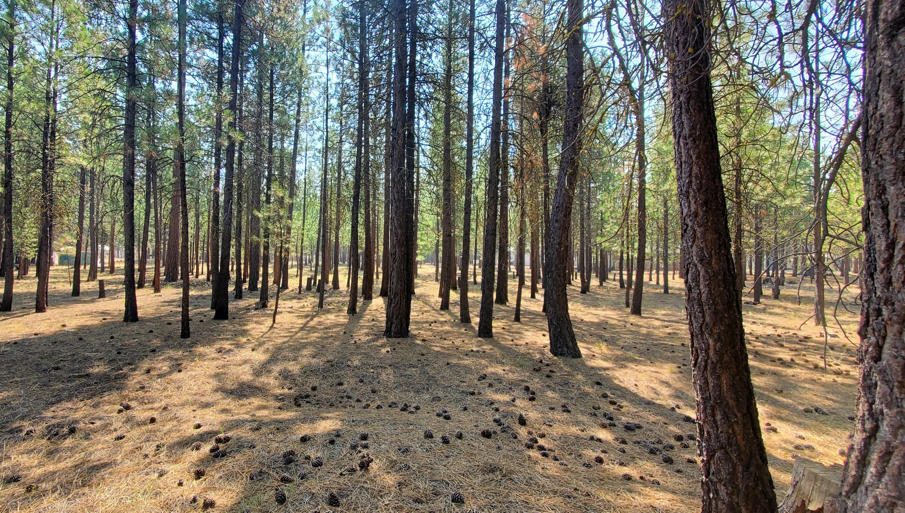 Ponderosa Pines - Land