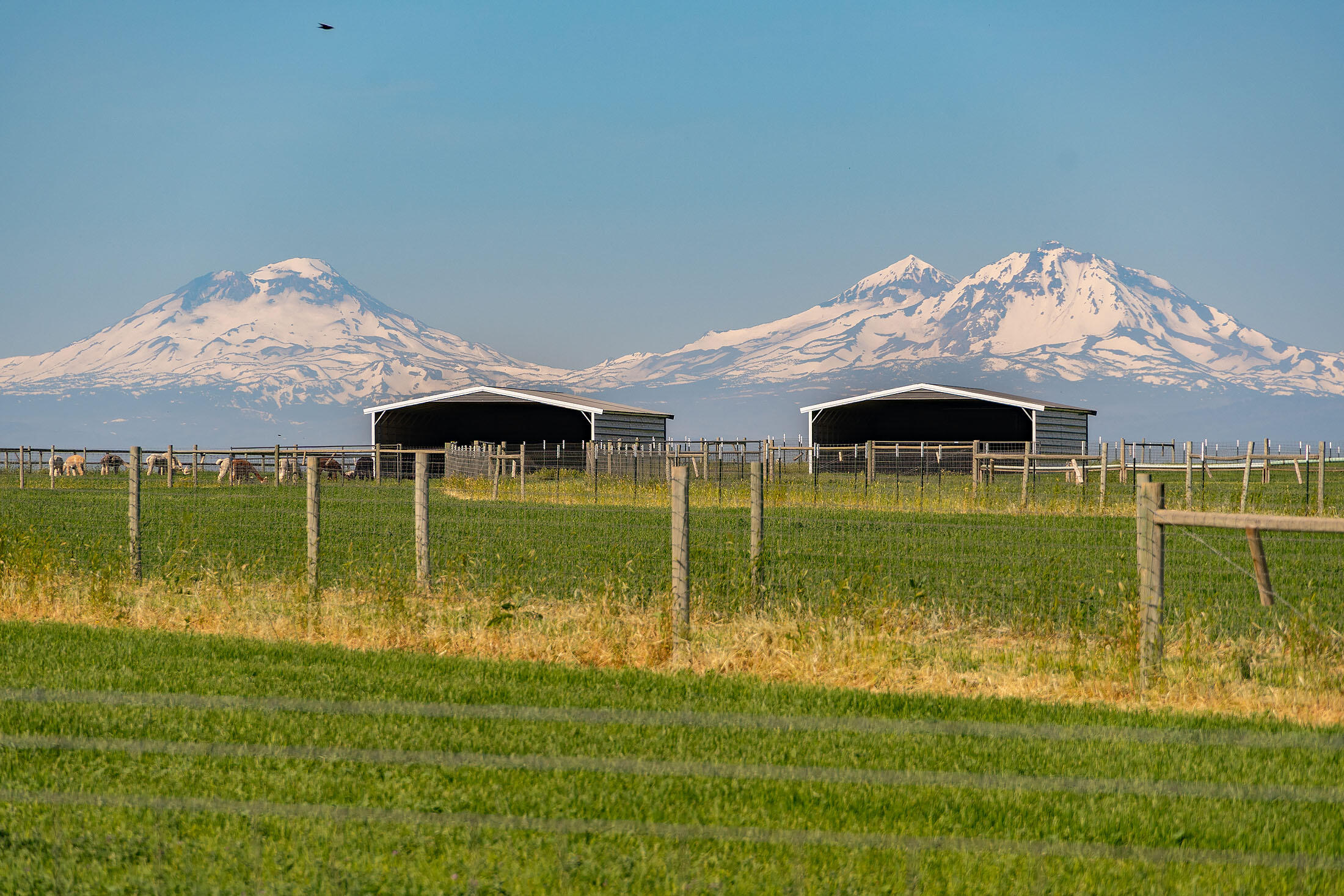 N/A - Farm