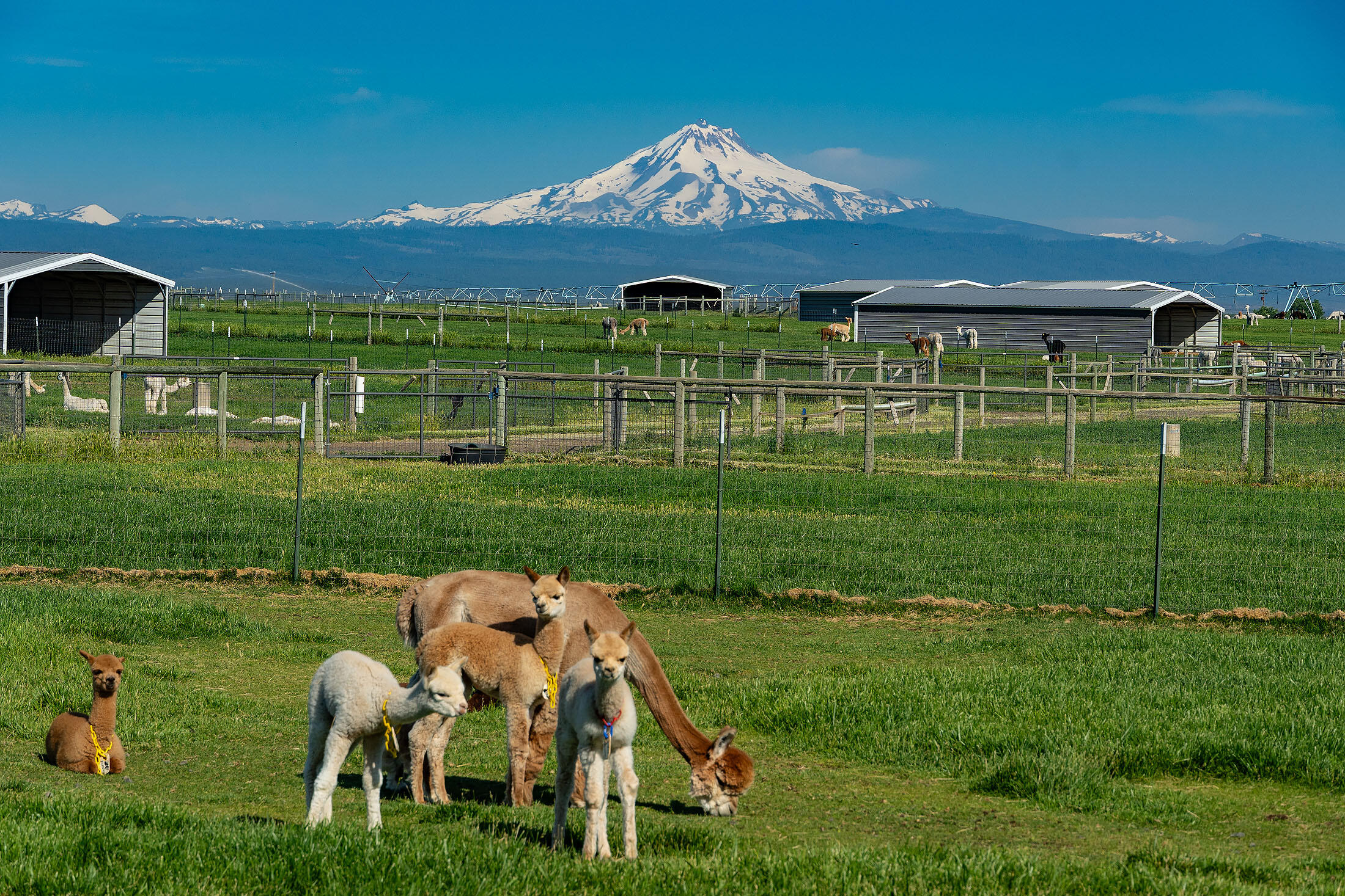 N/A - Farm