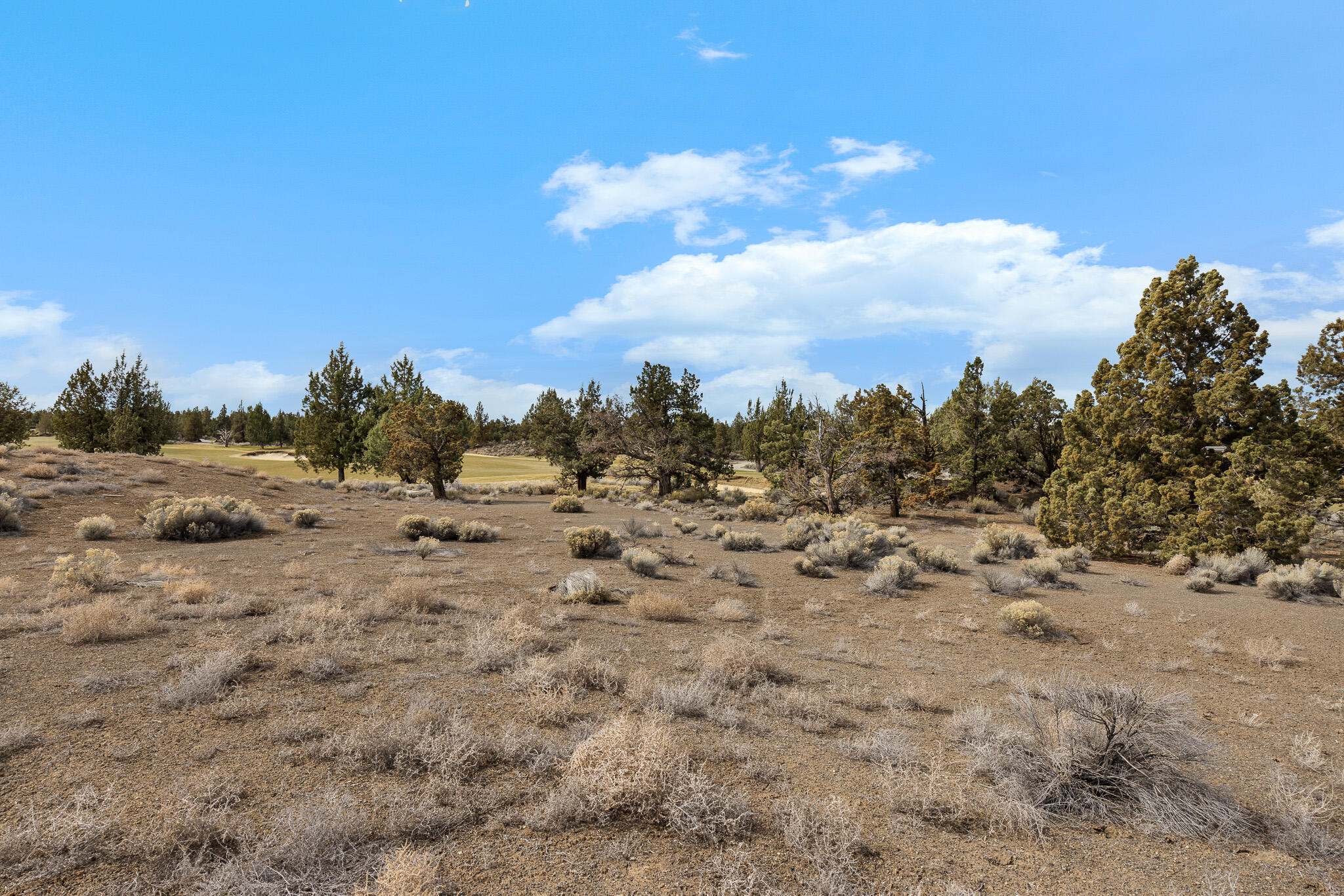 Pronghorn - Land