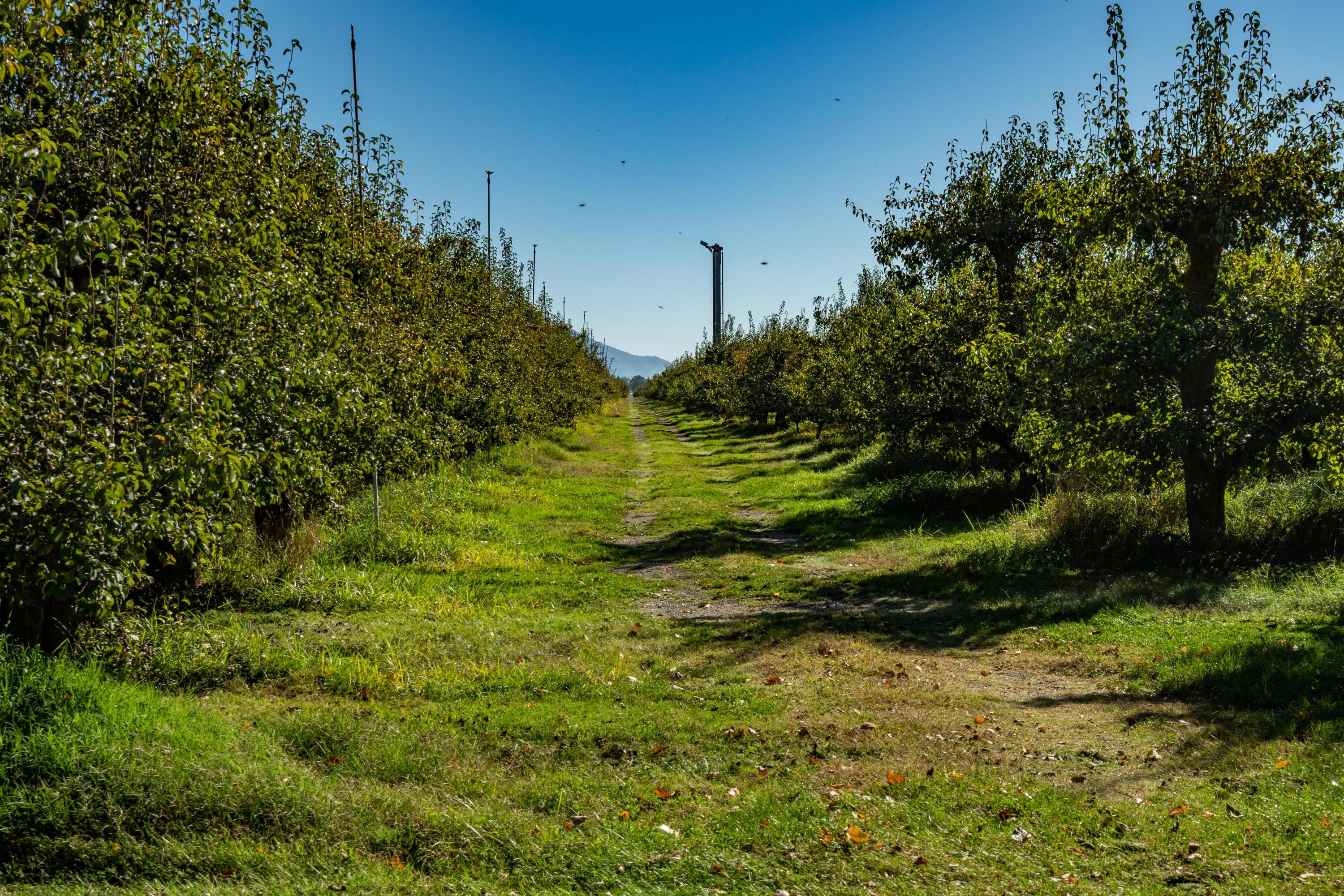 N/A - Farm