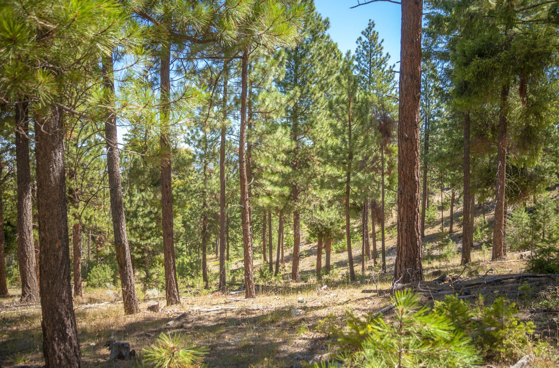 Here is your chance to own 160± acres of rare beauty! This is a recreationist's dream & features beautiful stands of timber, 2 seasonal creeks, & plenty of wildlife. This expansive property lies in the Grizzly Hunting Unit, one of Oregon's best big game hunting units, where monster Rocky Mountain bulls & nice buck mule deer are known to frequent. With 2 landowner preference tags, you won't miss out on excellent hunting opportunities. The location & access to this property are excellent. Located just 15 minutes from Prineville, Oregon, on mostly all paved roads, getting there couldn't be easier or more convenient. Less than an hour from Bend & Redmond. Power is nearby and ready to be pulled to the property (due diligence regarding the property being buildable is the buyer's responsibility with Crook County Planning). Looking for more acreage? Contact the listing agent about two additional parcels being offered nearby (280± acres for $595,000 and 640± acres for $850,000)