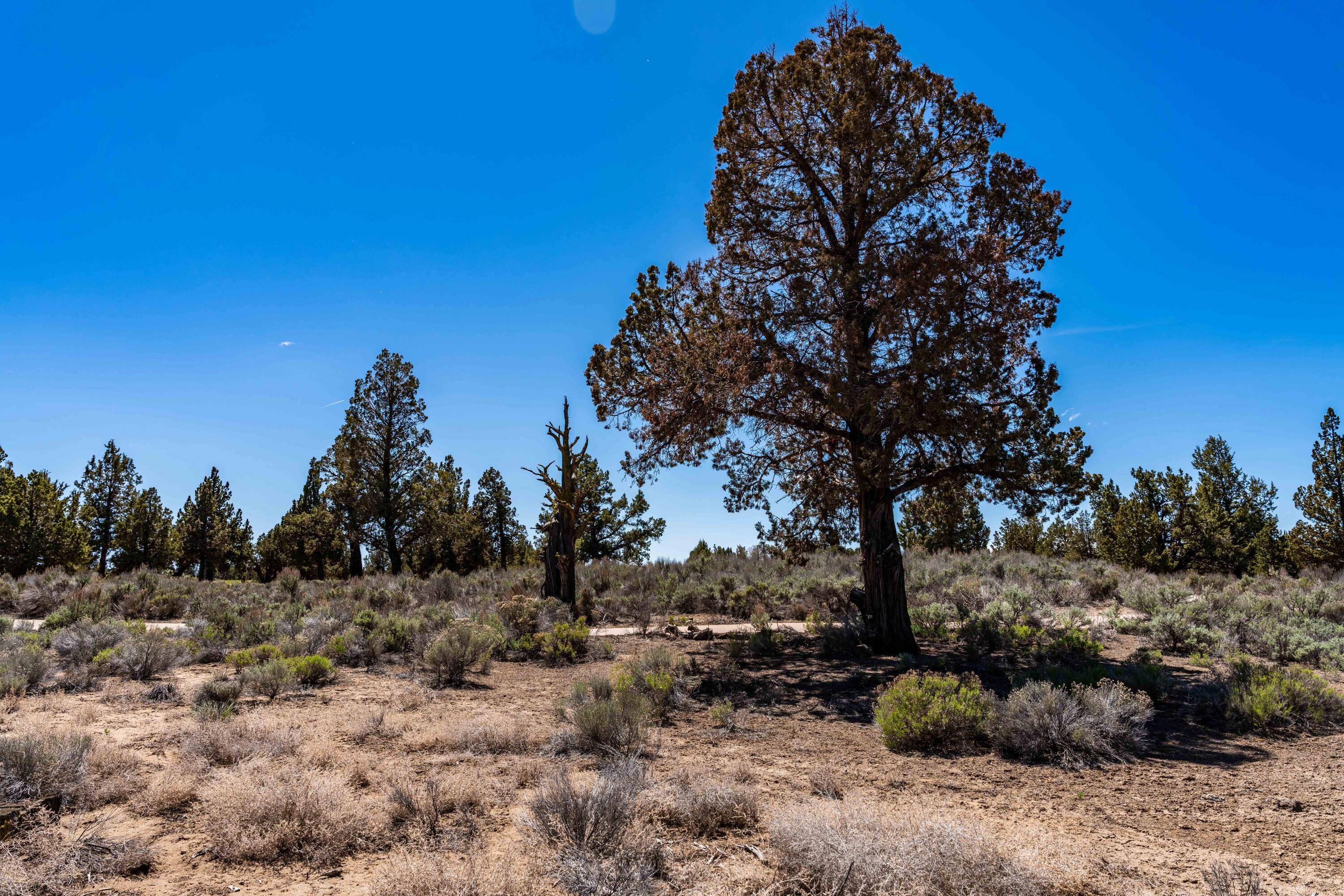 Pronghorn - Land