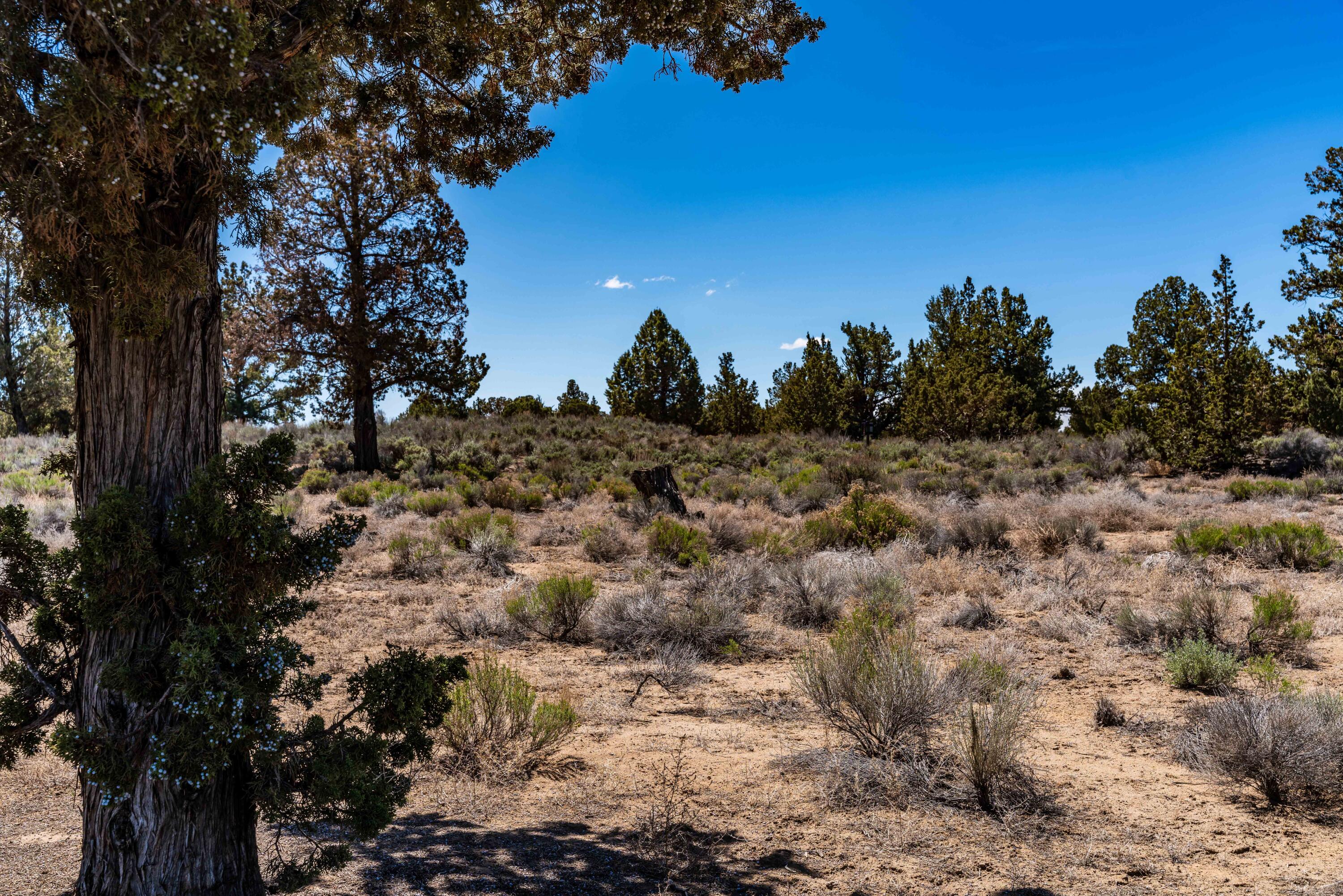 Pronghorn - Land