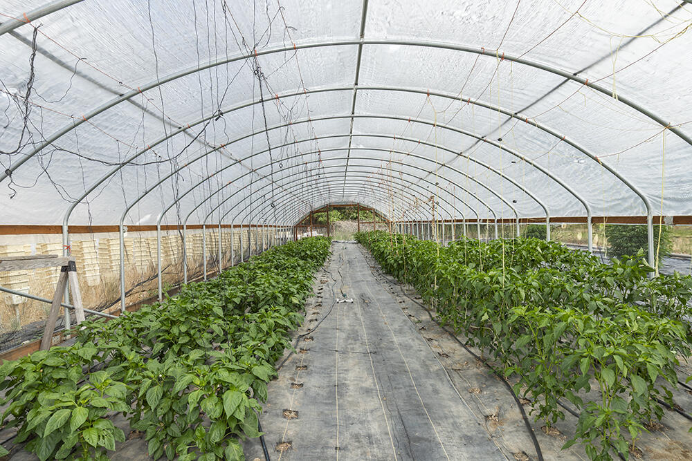 N/A - Farm