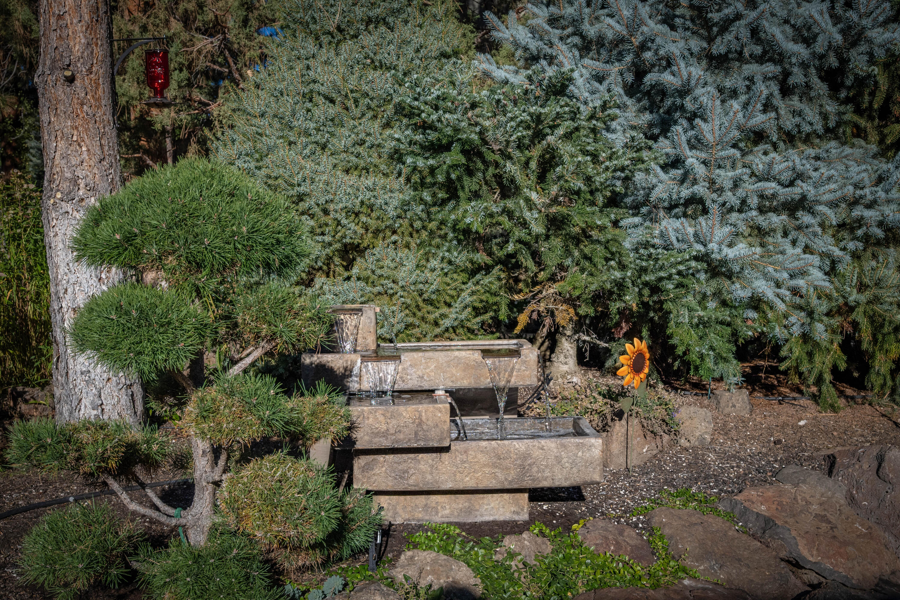 Mountain Pine - Residential