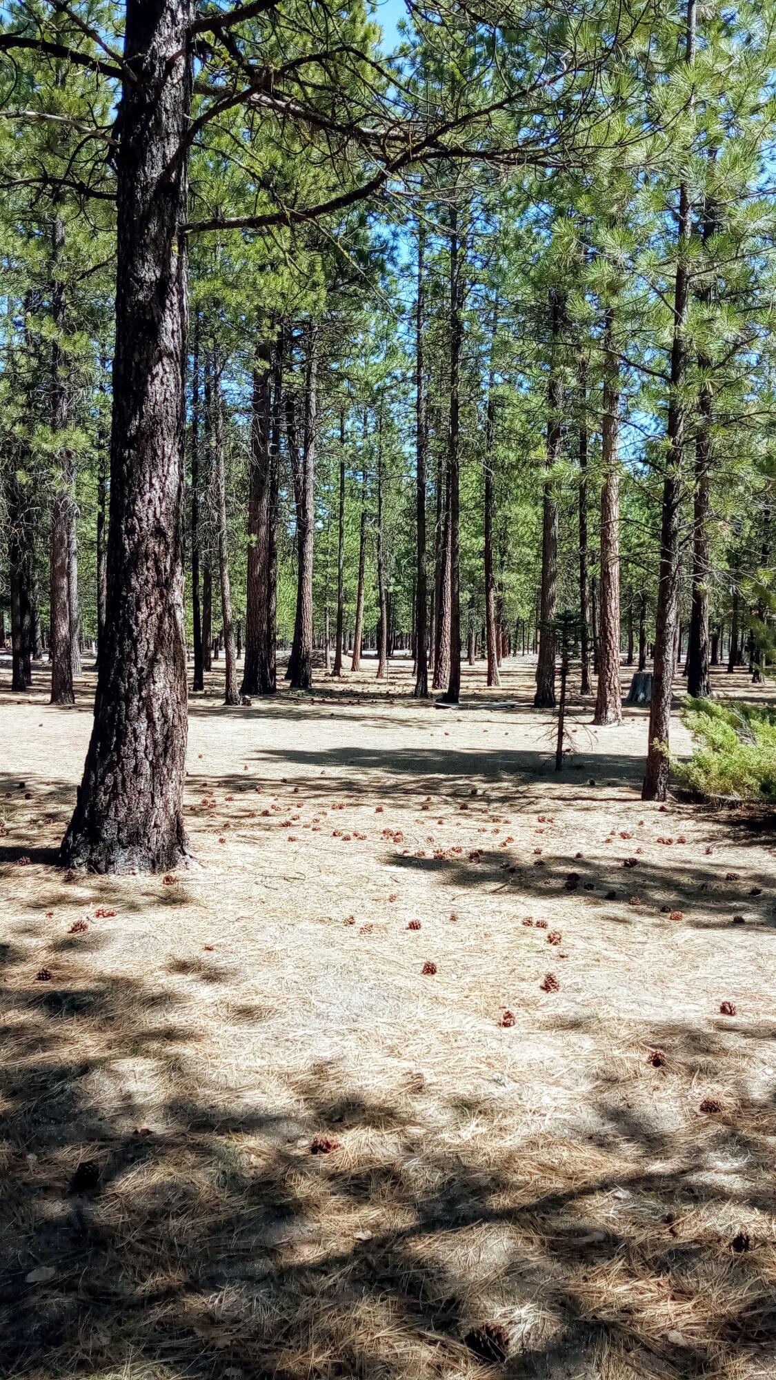 Ponderosa Pines - Land