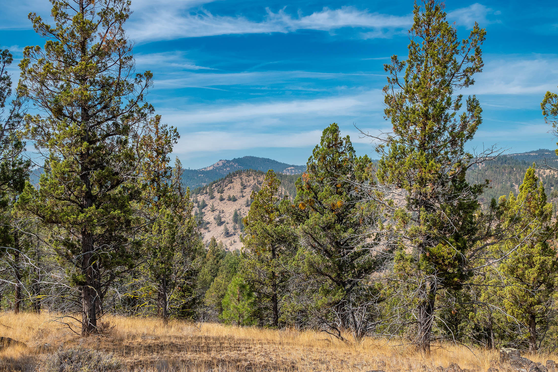 Price Reduction. This is a beautiful 156 acre piece that might be eligible to develop into your dream home.  The property was approved for a primary farm dwelling in 2003, but the home was never built and the approval expired.  The buyer will have to do their own due diligence with Crook County for farm dwelling approval.  The property is remote, but not too remote.  There is plenty of room on this acreage to hike, ride ATV's, ride horses, and all while enjoying the beautiful valley and mountain views.  The property is eligible for LOP tags for elk and deer.  A septic system has been installed and approved.  There is a well on the property that yields approximately 10 gallons a minute.  In the spring season there is live water flowing from a spring.  Beautiful wild flowers blanket the hillsides.  There is a nice flat area for a building site close to the well and the septic system.  Park your RV by the fire pit while you are building your dream home.